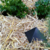 Orgone Community Garden Set - Image 9