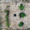 Orgone Community Garden Set - Image 7