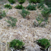 Orgone Community Garden Set - Image 17