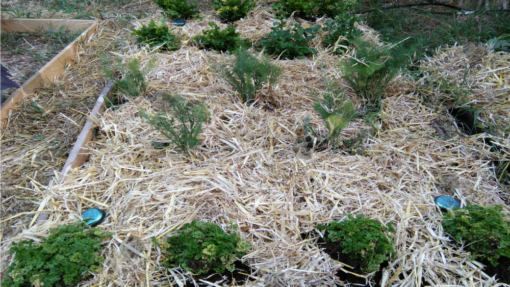 Orgone Community Garden Set - Image 17