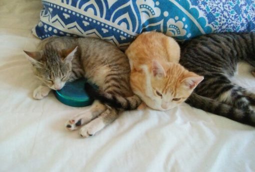 Orgone Sleeping Pods Set of 2 - Image 9