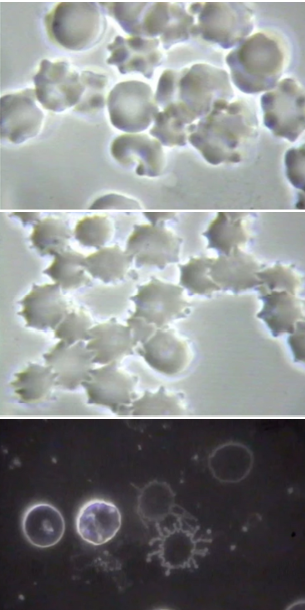 graphene oxide