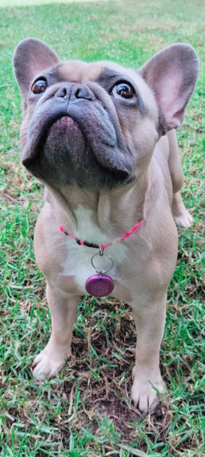 Set of 2 Blue Pet Pendants - Image 4