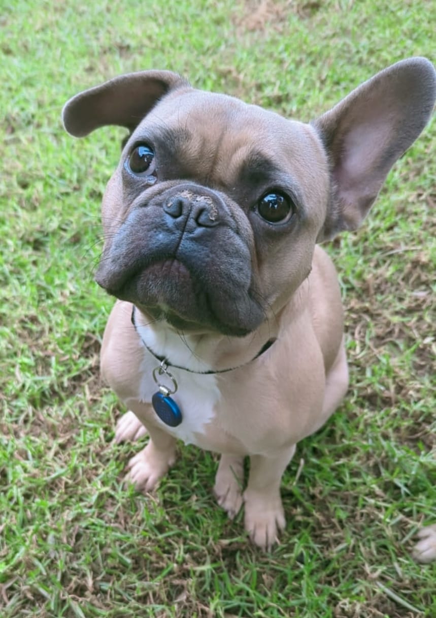 Set of 2 Blue Pet Pendants - Image 3