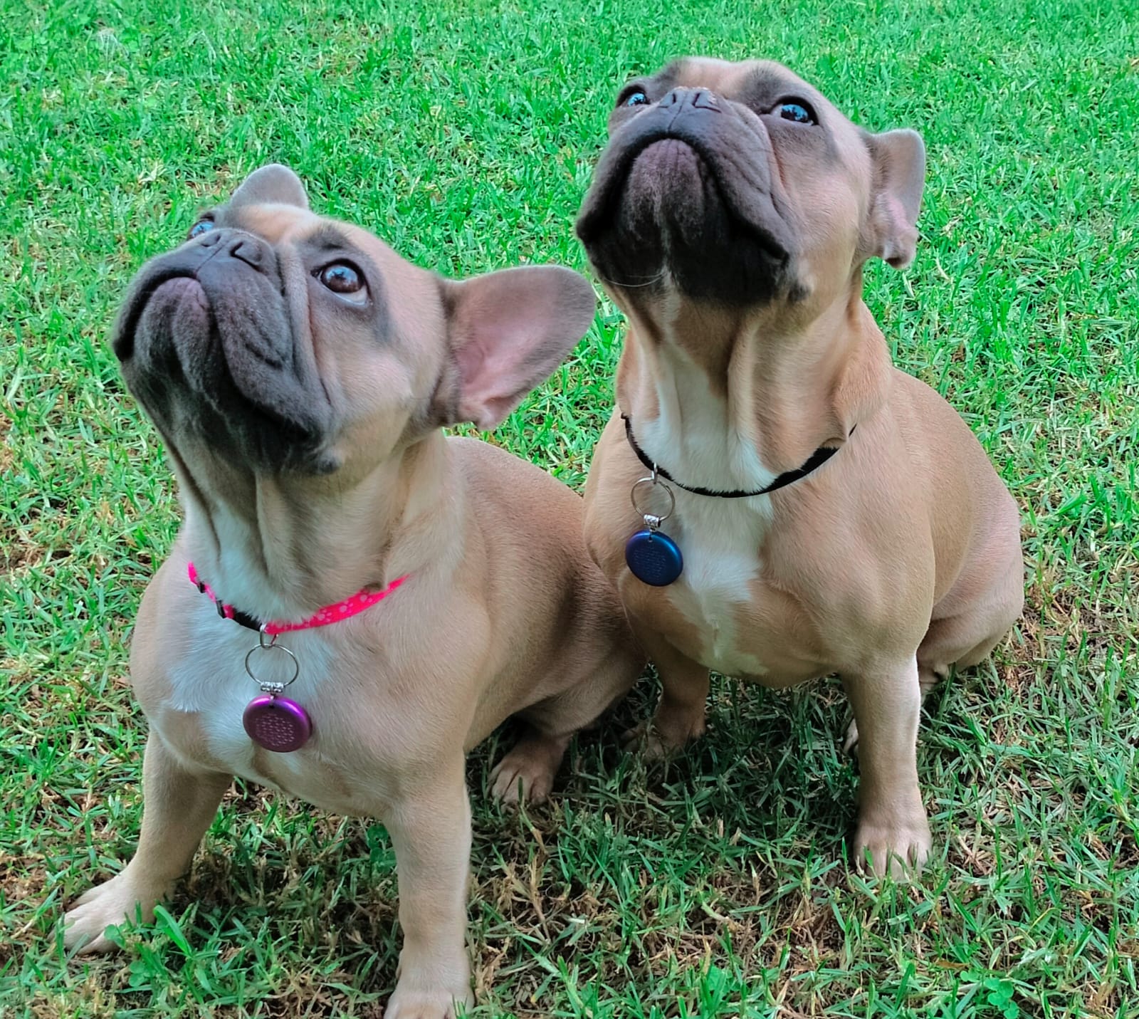 Set of 2 Blue Pet Pendants - Image 2
