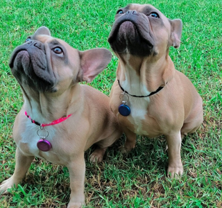Pet Pendants